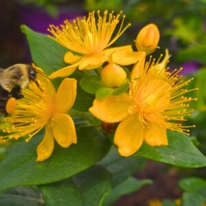 Pumpkin St. John's Wort