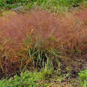 Purple Lovegrass