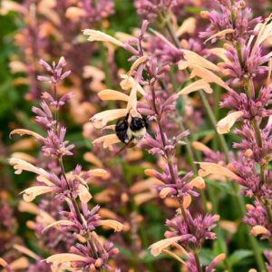 Queen Nectarine Hummingbird Mint