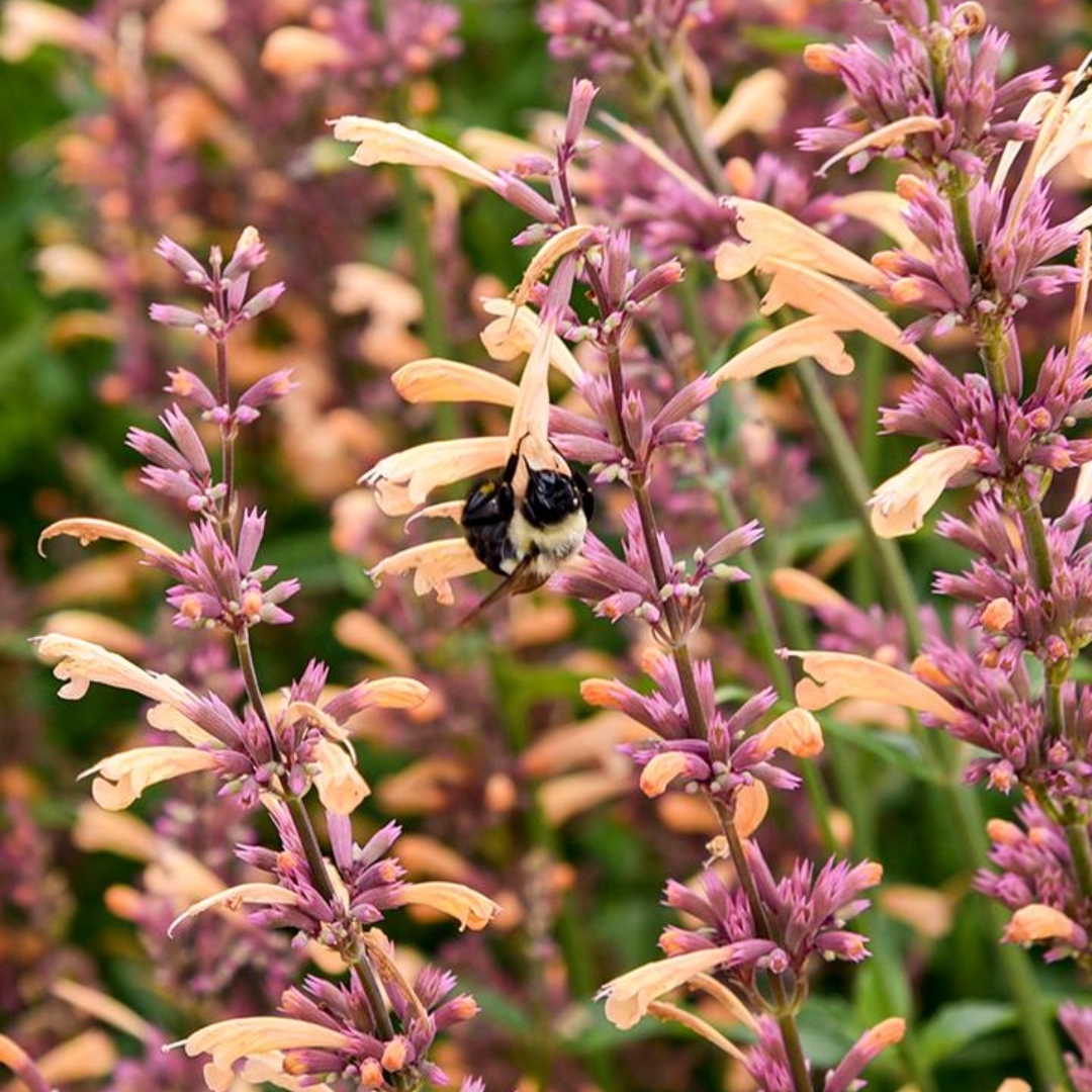 Queen Nectarine Hummingbird Mint