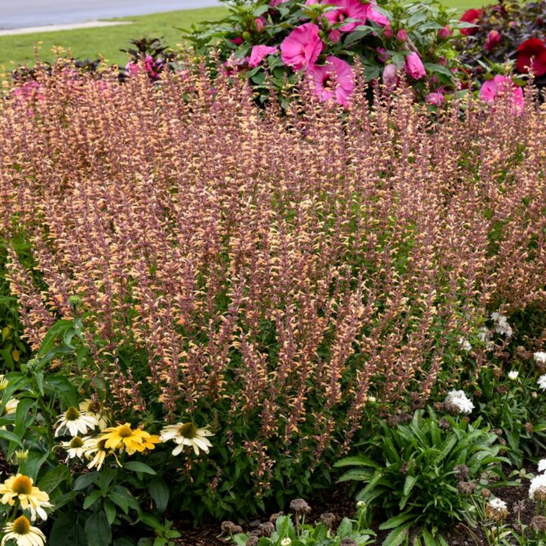 Queen Nectarine Hummingbird Mint in the garden