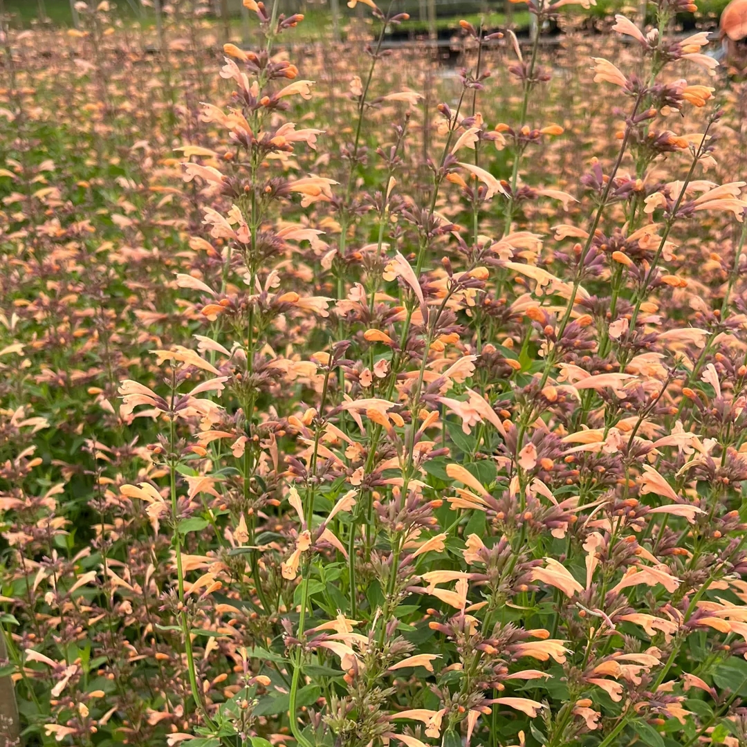 Queen Nectarine Hummingbird Mint in full bloom