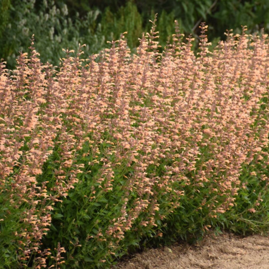 Queen Nectarine Hummingbird Mint lining the garden