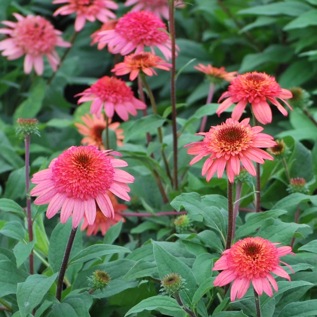 Raspberry Truffle Coneflower