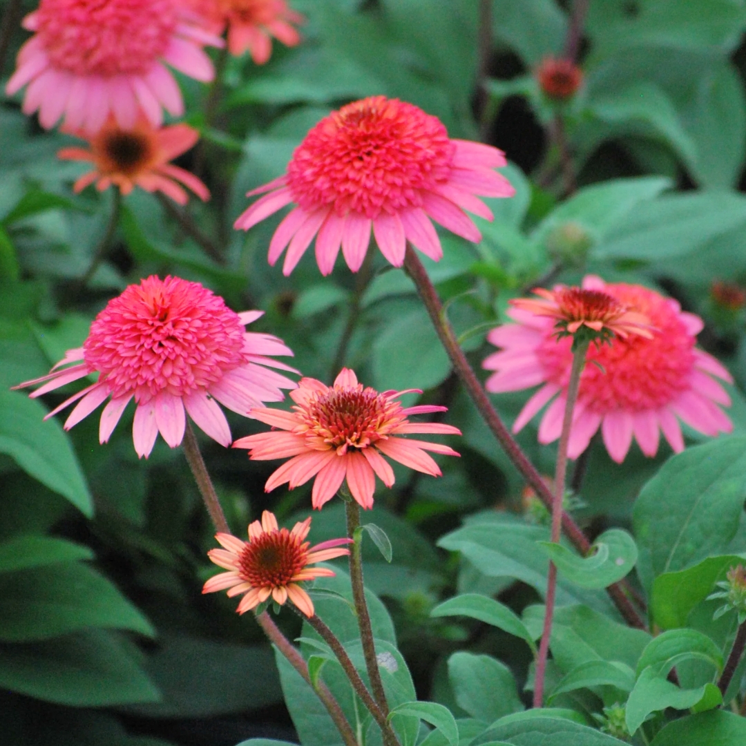 Raspberry Truffle Coneflower group of flowers