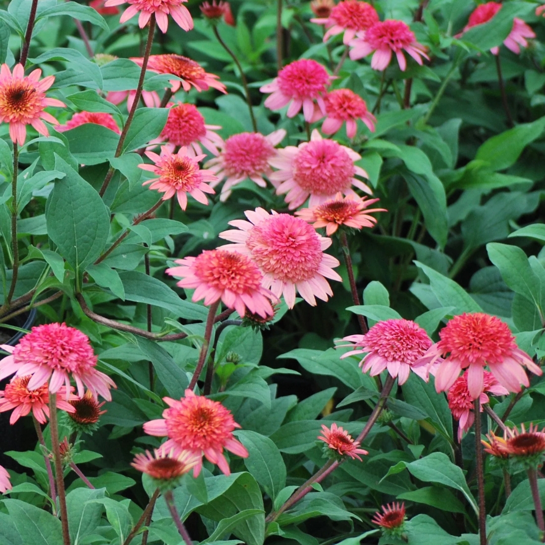 Raspberry Truffle Coneflower group of flowers growing