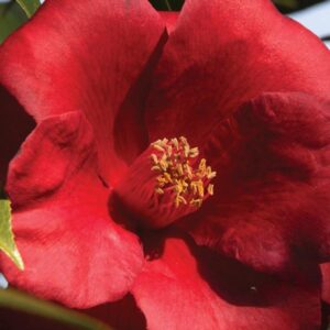 Royal Velvet Camellia
