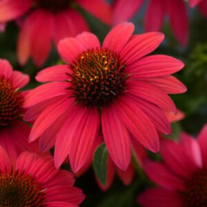 Sombrero Baja Burgundy Coneflower
