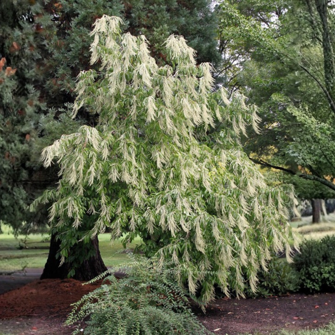 Sourwood