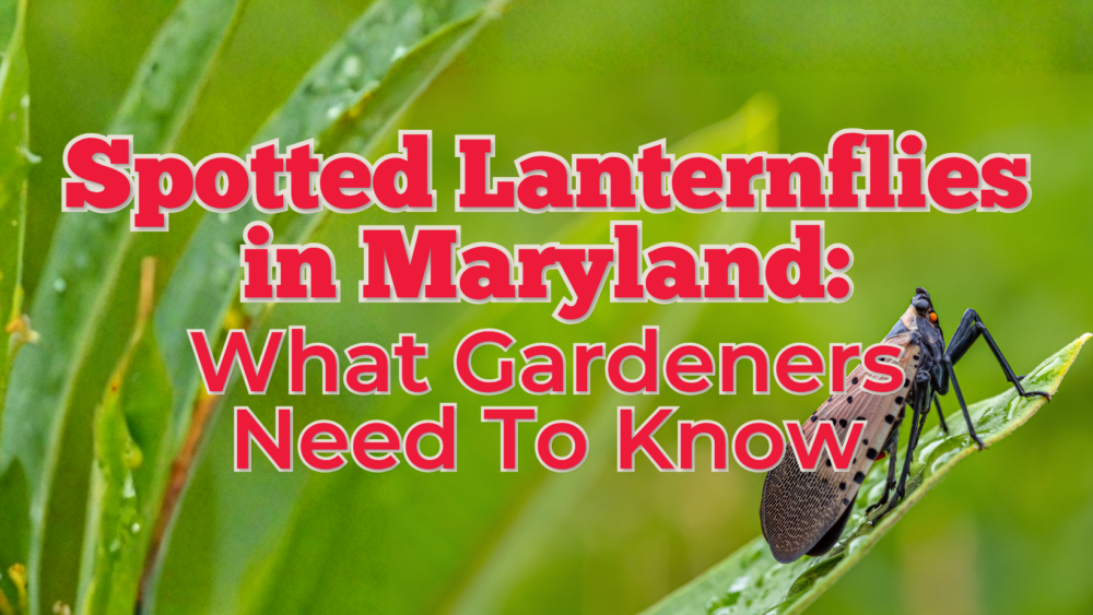Spotted Lanternflies in Maryland: What Gardeners Need To Know