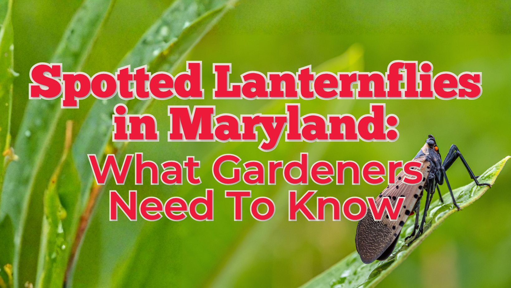 Spotted Lanternflies in Maryland: What Gardeners Need To Know