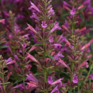 Summerlong Magenta Hummingbird Mint