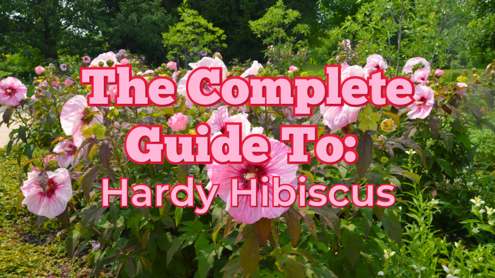 The Complete Guide To: Hardy Hibiscus