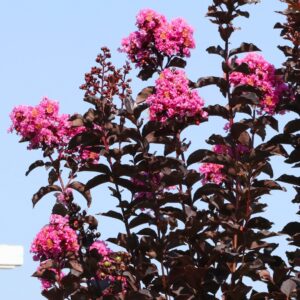 Thunderstruck Lavender Skies Crape Myrtle