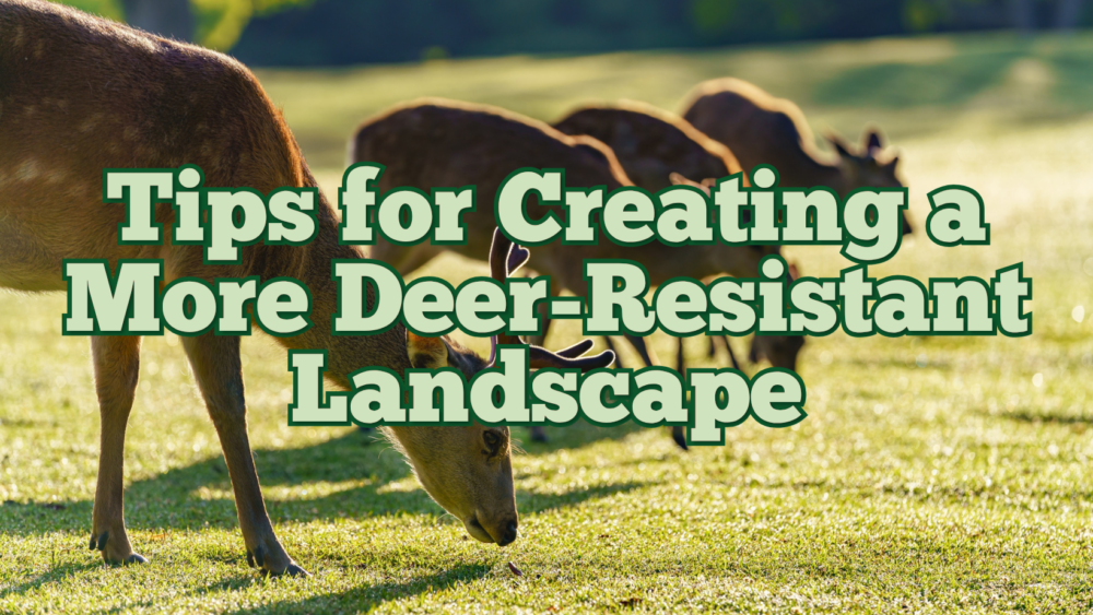 Tips for Creating a More Deer-Resistant Landscape