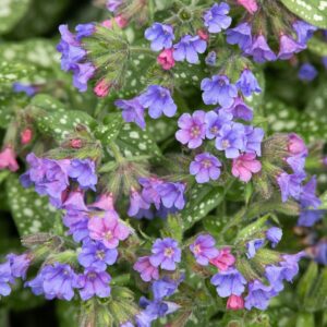 Trevi Fountain Lungwort