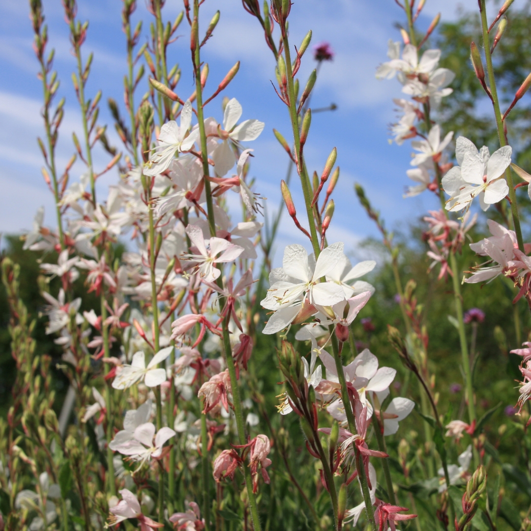 Whirling Butterflies Wand Flowers in the garden