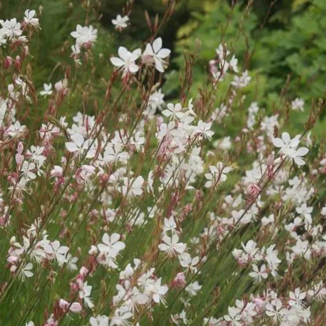Whirling Butterflies Wand Flower in landscape