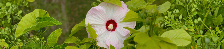 White Hardy Hibiscus