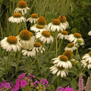 White Swan Coneflower
