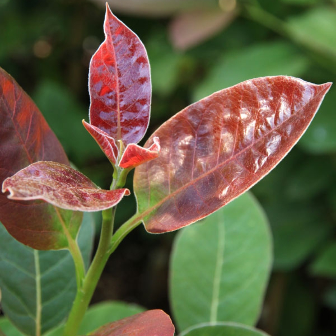 Wildfire Blackgum fall leaf color