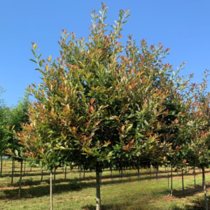 Wildfire Blackgum