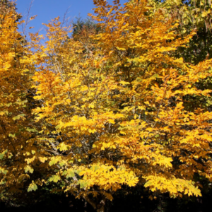 Yellowwood