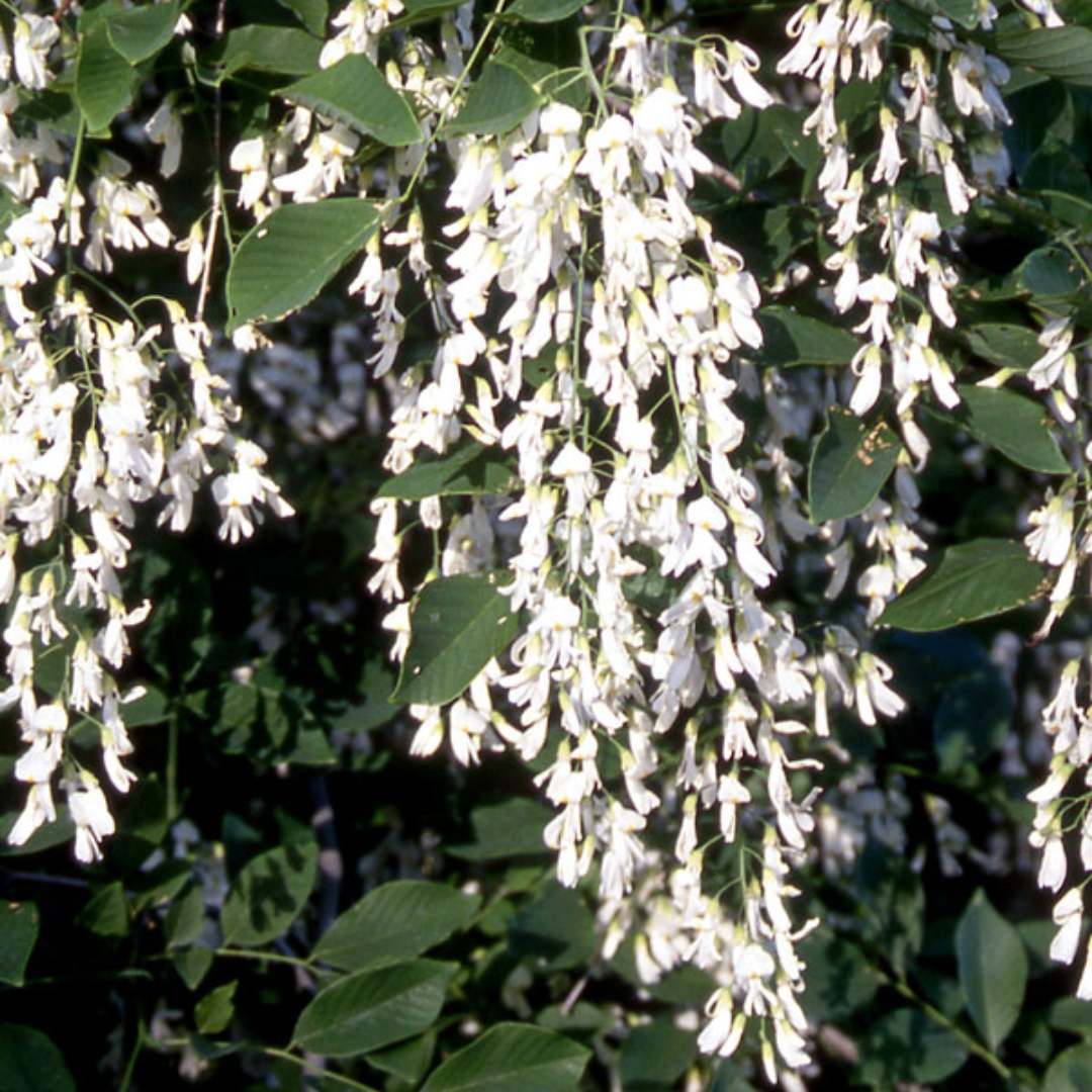 Yellowwood flowering close up