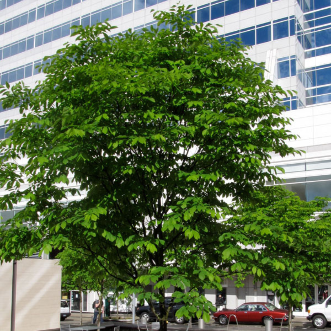 Yellowwood foliage in landscape