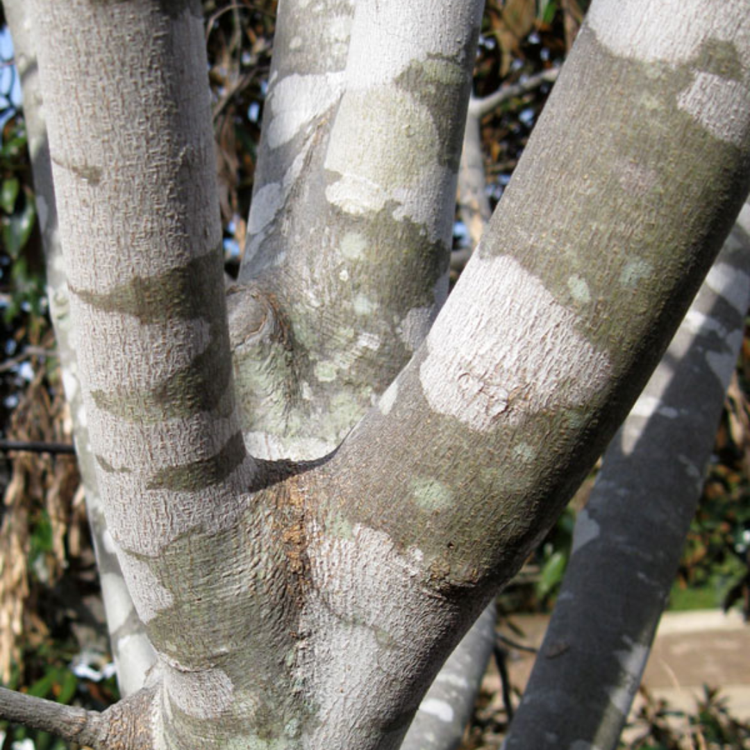Yellowwood - Image 3