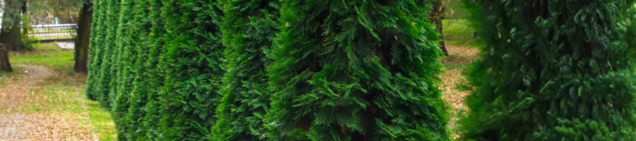 privacy trees in landscape