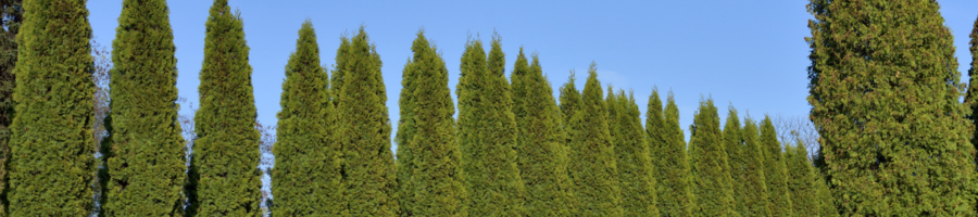 privacy trees in landscape against sky
