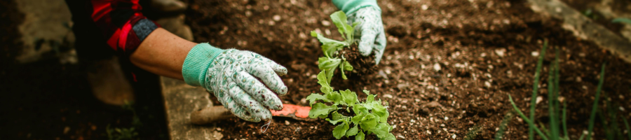Planting in garden