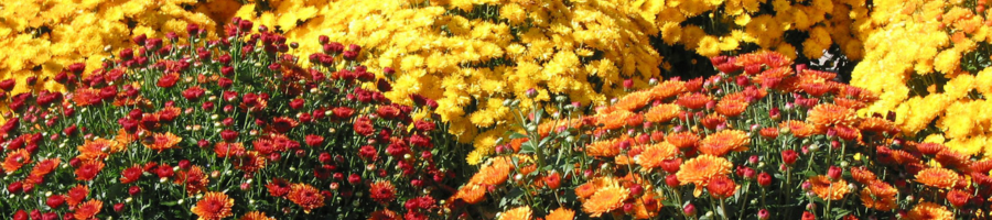 fall colored shrubs with flowers