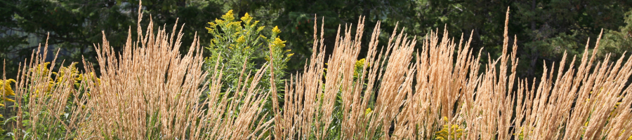 ornamental grass in the wind