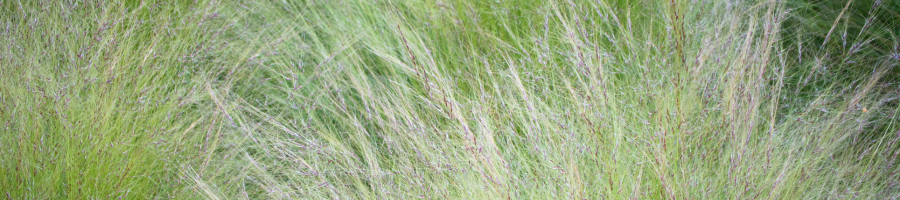 ornamental grass up close
