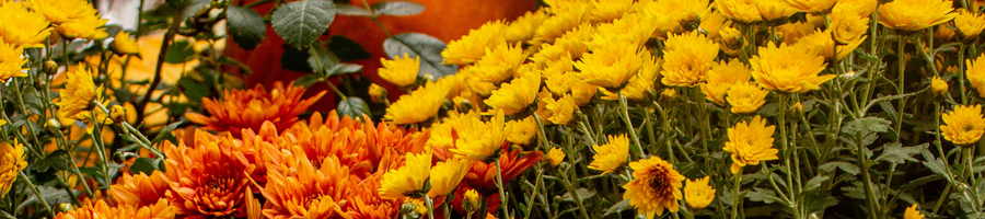 orange and yellow mums