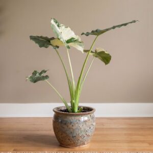 Alocasia macrorrhiza Variegated