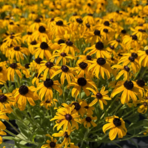 American Gold Rush Black-Eyed Susan