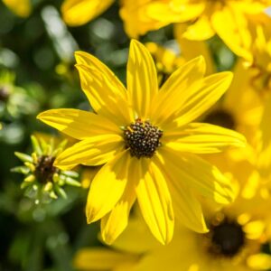 Autumn Gold Sunflower