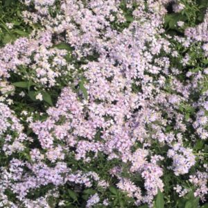 Avondale Blue Wood Aster