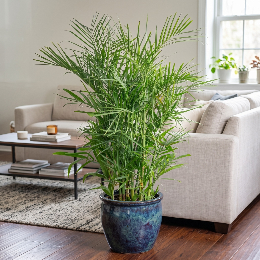 Bamboo Palm