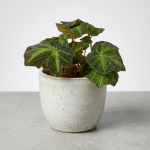 Begonia Soli-Mutata