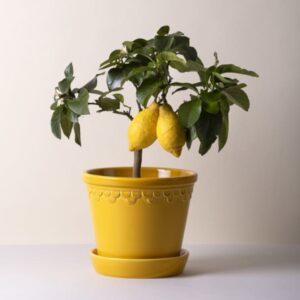 Københavner Pot — Glazed