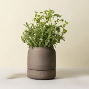 Viva Self-Watering Pot