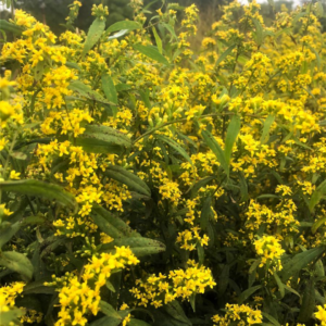 Caesia Goldenrod