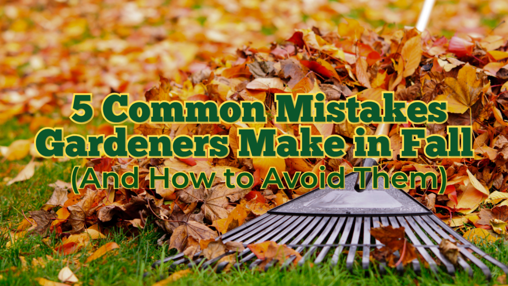 5 Common Mistakes Gardeners Make in Fall (And How to Avoid Them)
