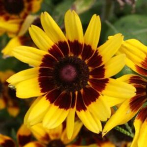 Denver Daisy Black-Eyed Susan