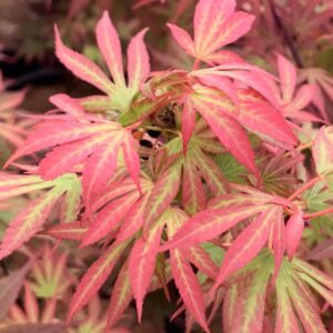 Elizabeth Japanese Maple