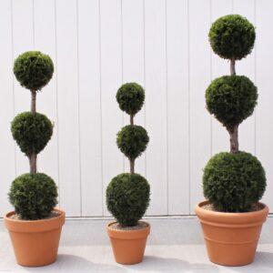 Emerald Green Arborvitae 3-Ball Topiary